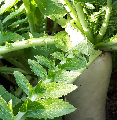 Daikon (White Radish) Kimchi (Kkadkdugi) Recipe Brockwell Park