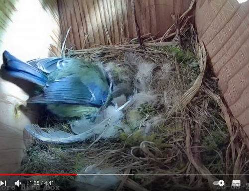 BPCG Birdbox Cam – a Blue Tit raises a brood in our sycamore tree