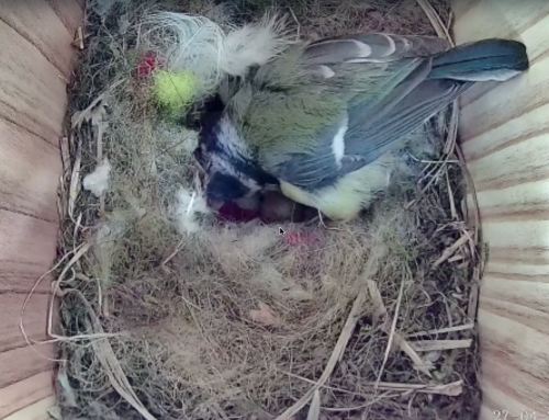 Blue tits in the oak tree bird box – video playlist